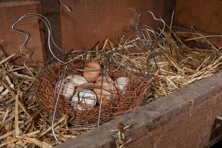 铁丝筐鸡免费有机蛋