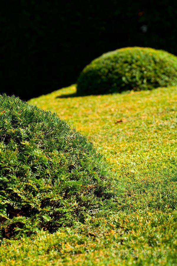修剪过的灌木丛的背景