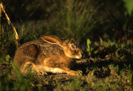 毛茸茸的黑草地黑尾兔照片