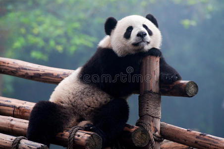 可爱的大熊猫摆姿势拍照