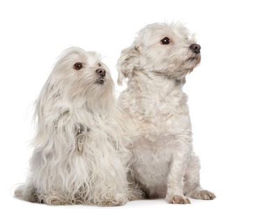 血统 繁殖 动物 生物 犬科动物 纯种 马耳他语 毛茸茸的