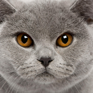 短发街头头像英国短毛猫特写照片