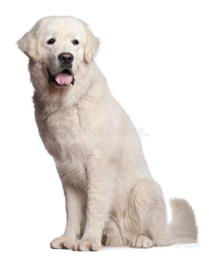 波兰塔特拉牧羊犬1岁坐着