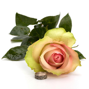 带结婚戒指的美丽玫瑰