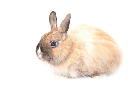 兔子的肖像