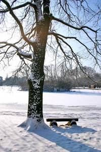 雪下的树和凳子