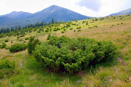 山间草地