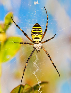 黄蜂蜘蛛照片