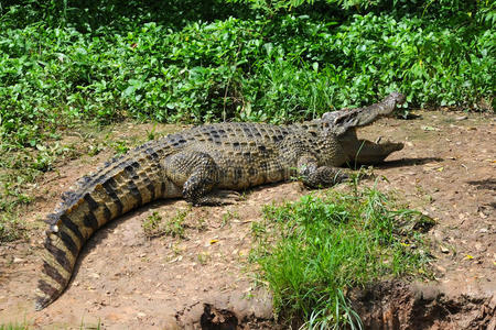 暹罗鳄鱼亚洲鳄鱼睡和放松的行动卡通绿色鳄鱼危险捕食者和澳大利亚