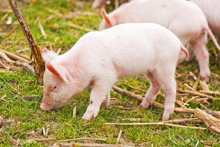 可爱的猪可爱的小猪照片