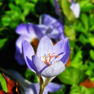 秋水仙花