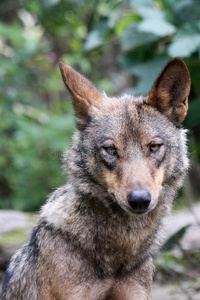 边的母狼阿奎莱亚的罗曼母狼轮廓关于美丽的女人和阴影关于狼隔离的