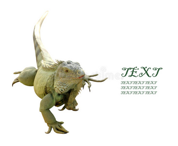 上的绿鬣蜥绿鬣蜥爬行动物显示的舌头上白色的特写绿鬣蜥thornytail