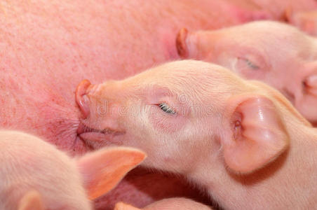 可爱的猪厨师卡通理财计划家庭母亲父亲和孩子带着小猪小猪母猪漂亮的