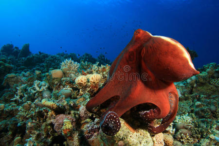 大红章鱼