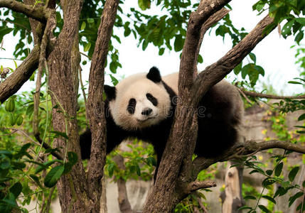 可爱的大熊猫爬树