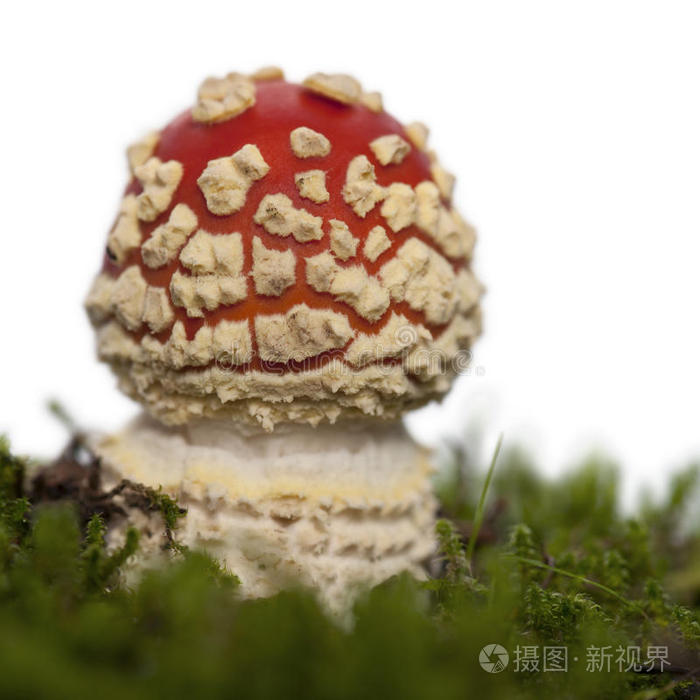 苍耳苍耳蘑菇粉蘑菇粉红毒菌苍耳彩色苍蝇琼脂纽扣蘑菇粉查看作者其他