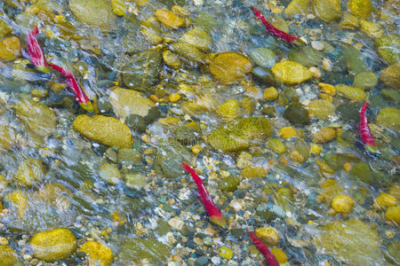 在加拿大河流中产卵的红眼鲑鱼