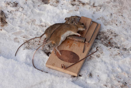 啮齿动物的陷阱图片