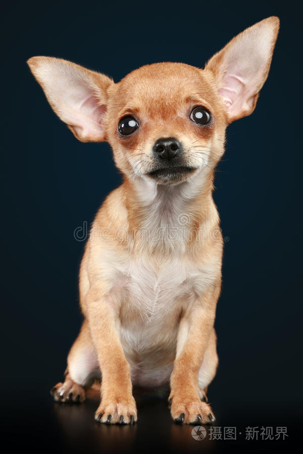 棕色恐惧的吉娃娃小狗