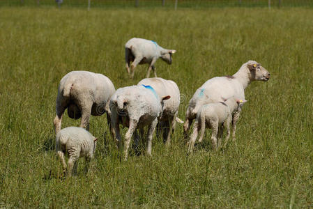 站在户外的一群瑞士白羊