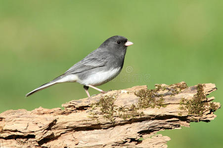 树桩上的junco