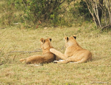 母狮子，马赛马拉，肯尼亚