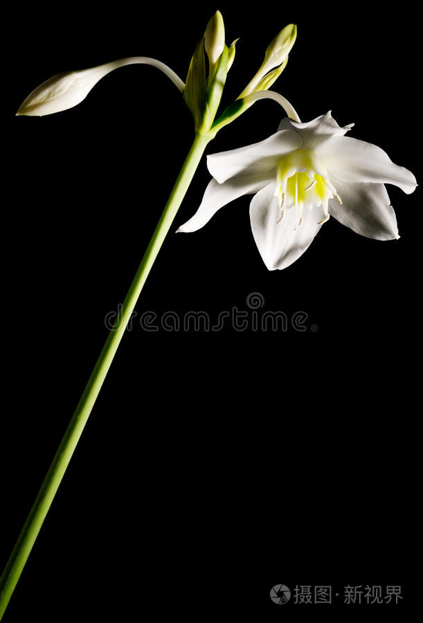 黑色百合花
