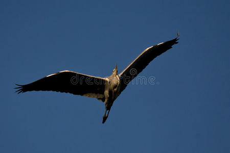 野生动物 羽毛 自然 苍鹭 湿地 风景 天空 航班 滑翔