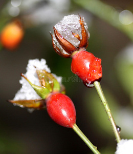 雪狗玫瑰