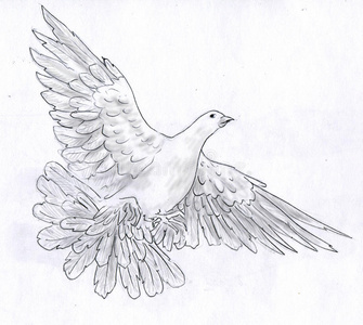 自由的鸽子素描图片-自由的鸽子素描素材-自由的鸽子素描插画-摄图新