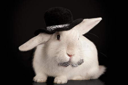 (欧洲兔-oryctola兔子是从一个童话故事魔术师把兔子从帽子里拽出来