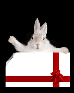 带圣诞卡的白兔