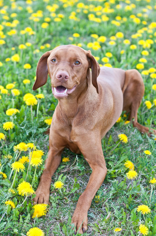 匈牙利维斯拉犬图片