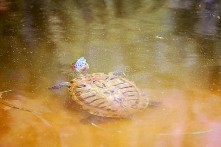 红耳滑龟