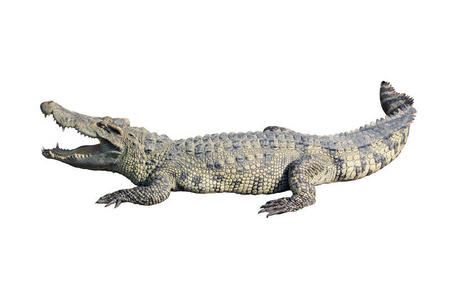 鳄鱼哈利图片-鳄鱼哈利素材-鳄鱼哈利插画-摄图新视界