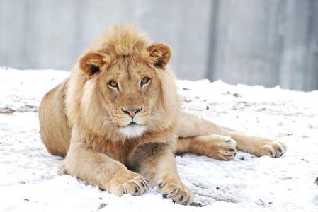 雪中雄狮照片