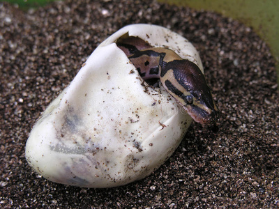 鞭炮菊花蛇管道球蟒孵化照片