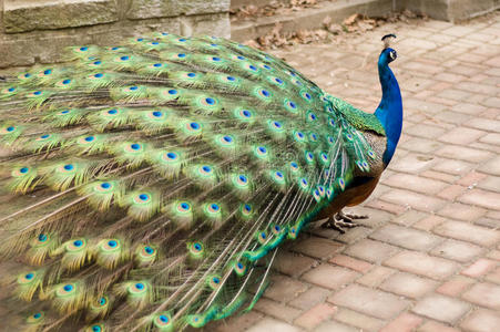 大尾巴大尾巴孔雀照片
