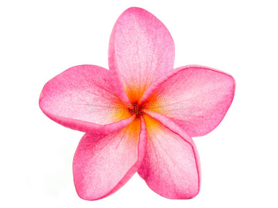 粉红鸡蛋花照片