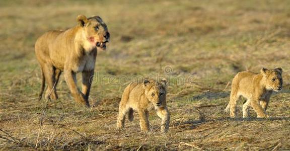 母狮和幼崽打猎后。