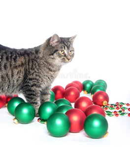 可爱的小猫咪玩圣诞装饰品图片