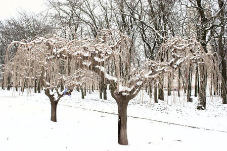 雪地里的植物