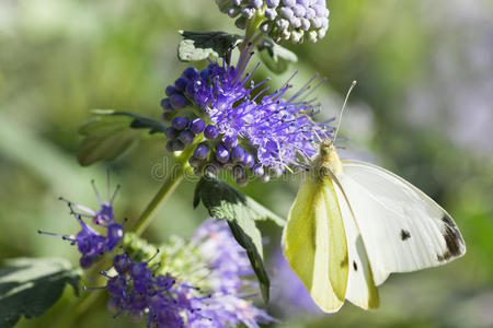 大的白色蝴蝶，在石翅目或蓝胡子上
