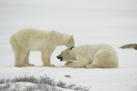 北极熊的娱乐活动。