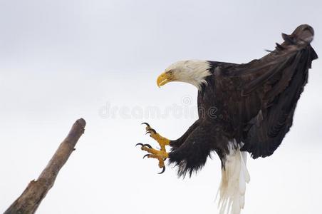 秃鹰登陆