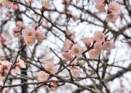 樱花盛开枝