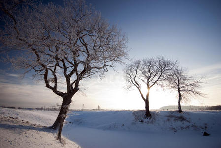 季节 木材 寒冷的 自然 美丽的 天空 冬天 分支 风景