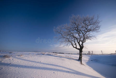 老冬树景观