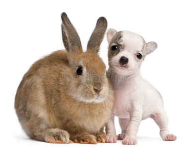 兔子狗听觉图片